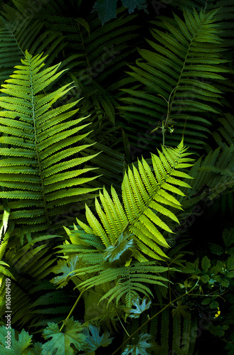 fern leaves on a dark background with grape leaves