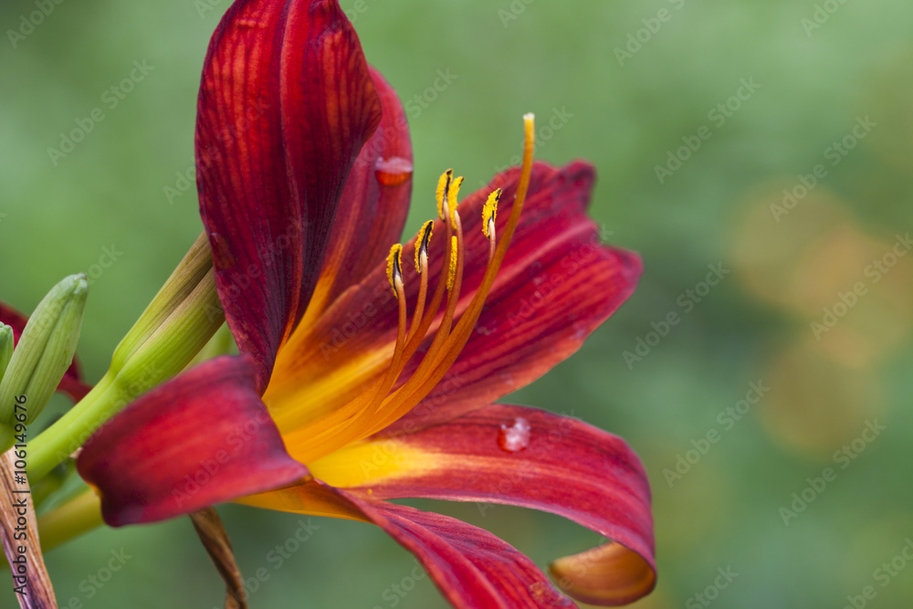 Primer plano de flor Lirio de San Juan (Hemerocallis fulva) Primer plano de flor Lirio de San Juan (Hemerocallis fulva)