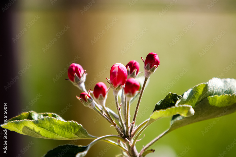 Apple tree blossom