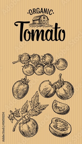 Set of hand drawn tomatoes on brown background. Tomato, half and slice. Vintage vector engraving illustration for logotype, label, poster, corporate identity, badges, presentations for organic farm.