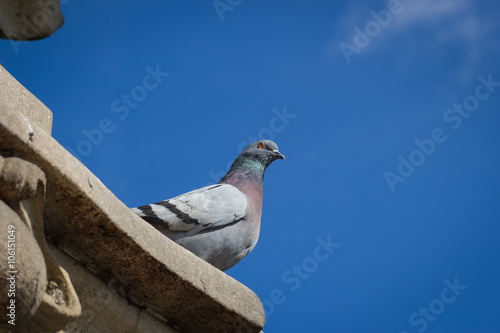 A huge healthy pigeon sitting on the old history monument and wa