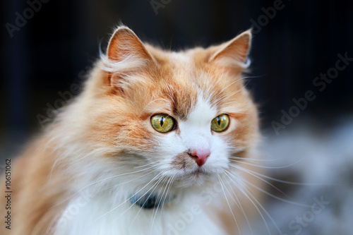 portrait of an orange cat