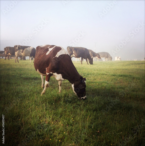 Картината върху платно Cows
