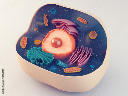 Anatomical structure of animal cell photo
