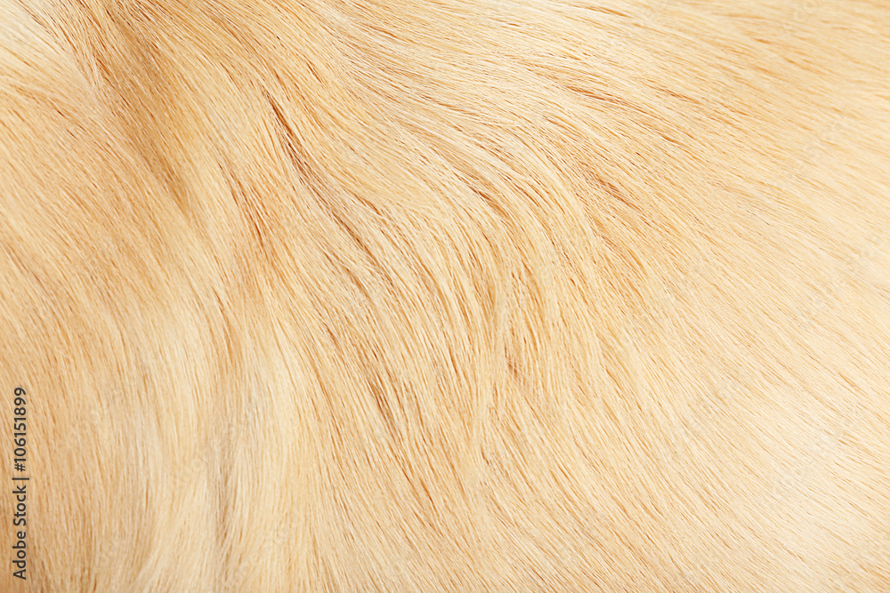 Fur of golden retriever, background Fur of golden retriever, background