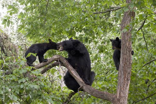 Bear Cubs and Mom Playing in a Tree