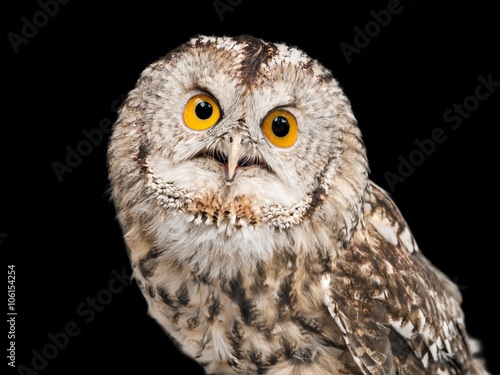 Owl. © BillionPhotos.com