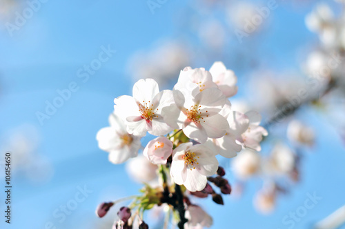 Flowering Japanese cherry - Sakura.