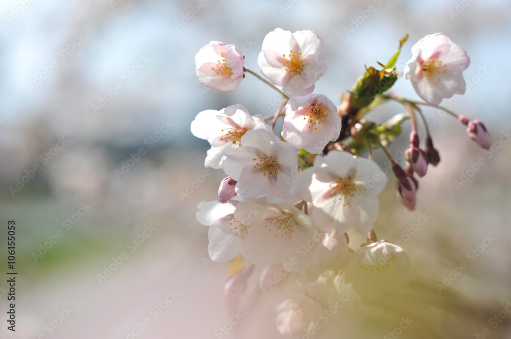 Flowering Japanese cherry - Sakura. Flowering Japanese cherry - Sakura.