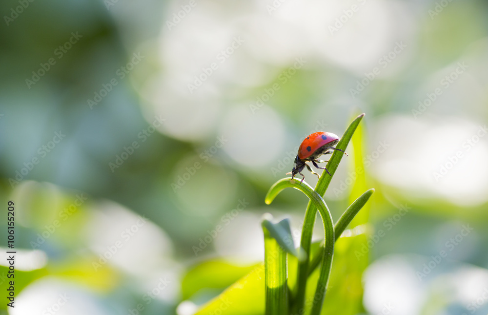 Ladybug goes down on the green grass Ladybug goes down on the green grass