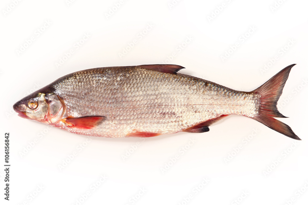 isolated fish isolated fish