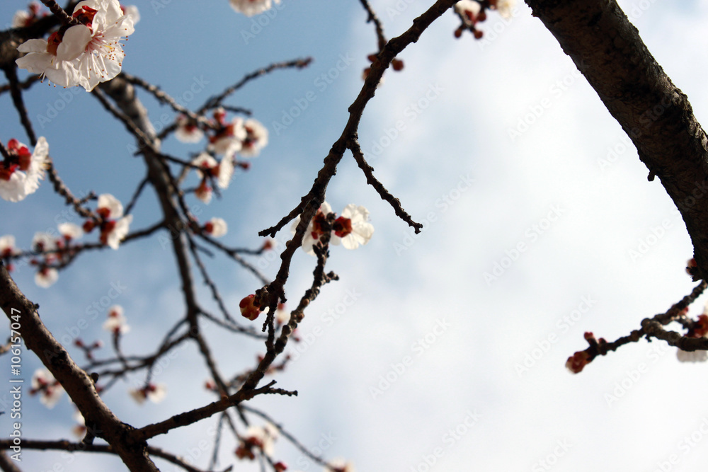 Spring came. Nature revived Spring came. Nature revived