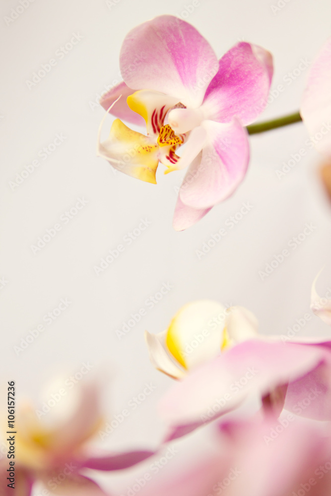 Naklejka premium Branch of blooming pink orchid