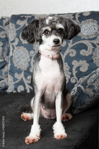 Pets. A  gray chinese crested dog is sitting on the sofa