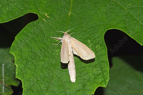 Night white butterfly photo