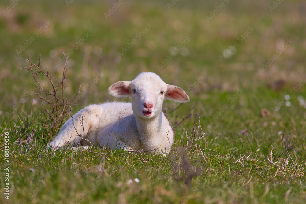 Obraz premium White lamb on the spring meadow