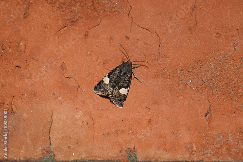 Owl sitting on a brick wall photo