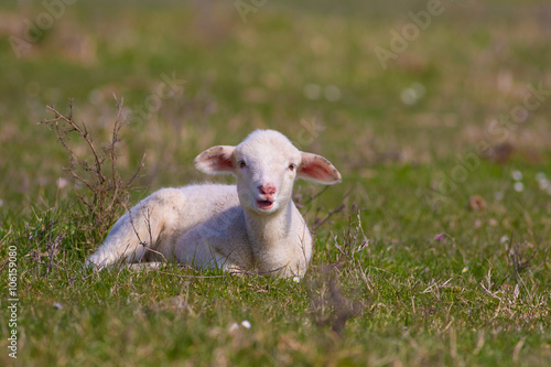White lamb on the spring meadow