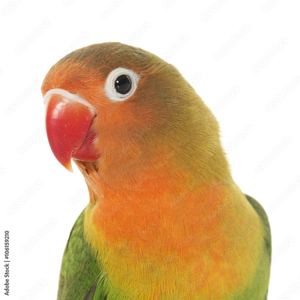Fototapeta premium Young fischeri lovebird