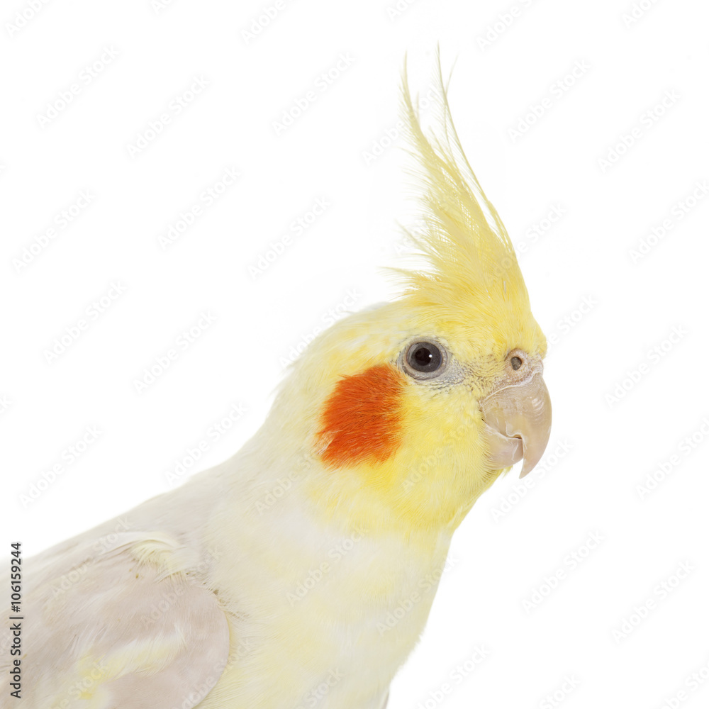 Obraz premium portrait of cockatiel