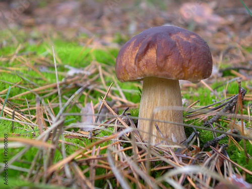 The boletus edulis in the forest.