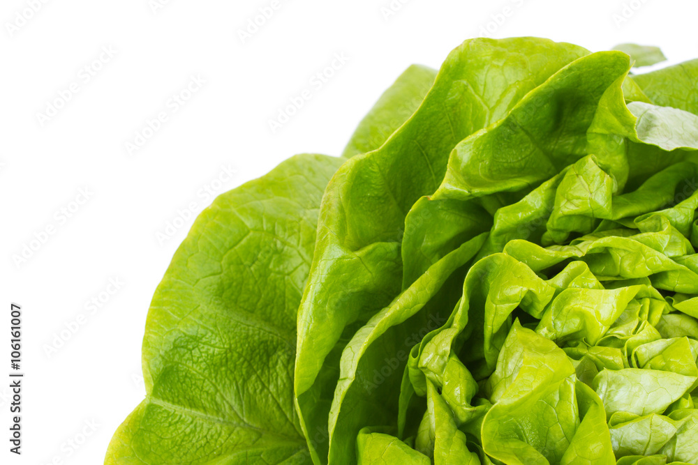 fresh lettuce salad - isolated on white fresh lettuce salad - isolated on white