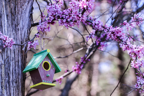 Billede på lærred Close up of brown birdhouse hanging by pink spring tree blossoms