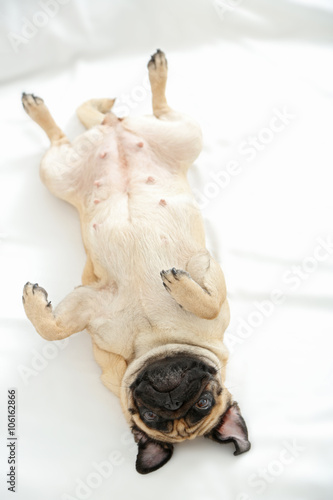 Fototapeta Naklejka Na Ścianę i Meble -  Pug dog playing in bed