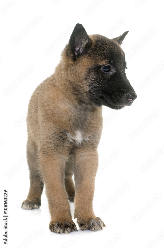 puppy belgian shepherd malinois