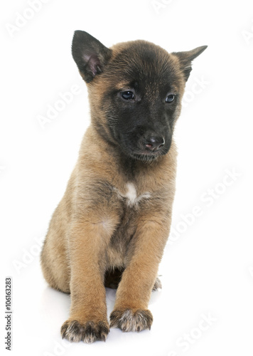 puppy belgian shepherd malinois