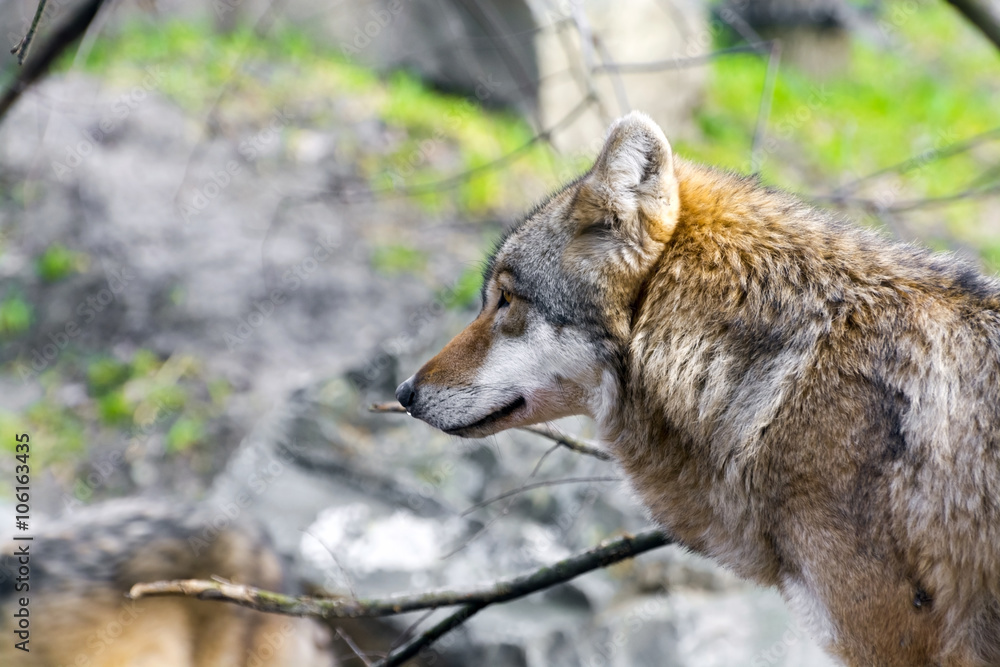 Fototapeta premium European gray wolf