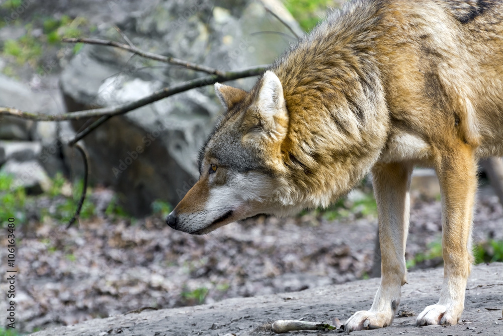 Obraz premium European gray wolf