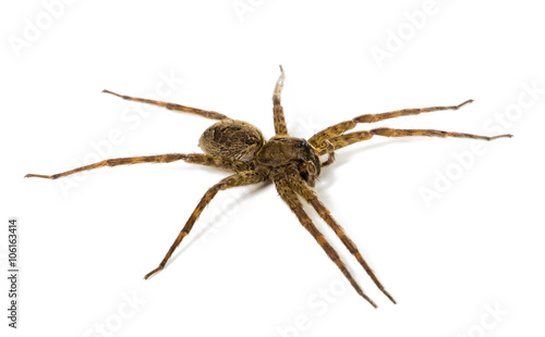 Large wall-mounted spider crab on white background