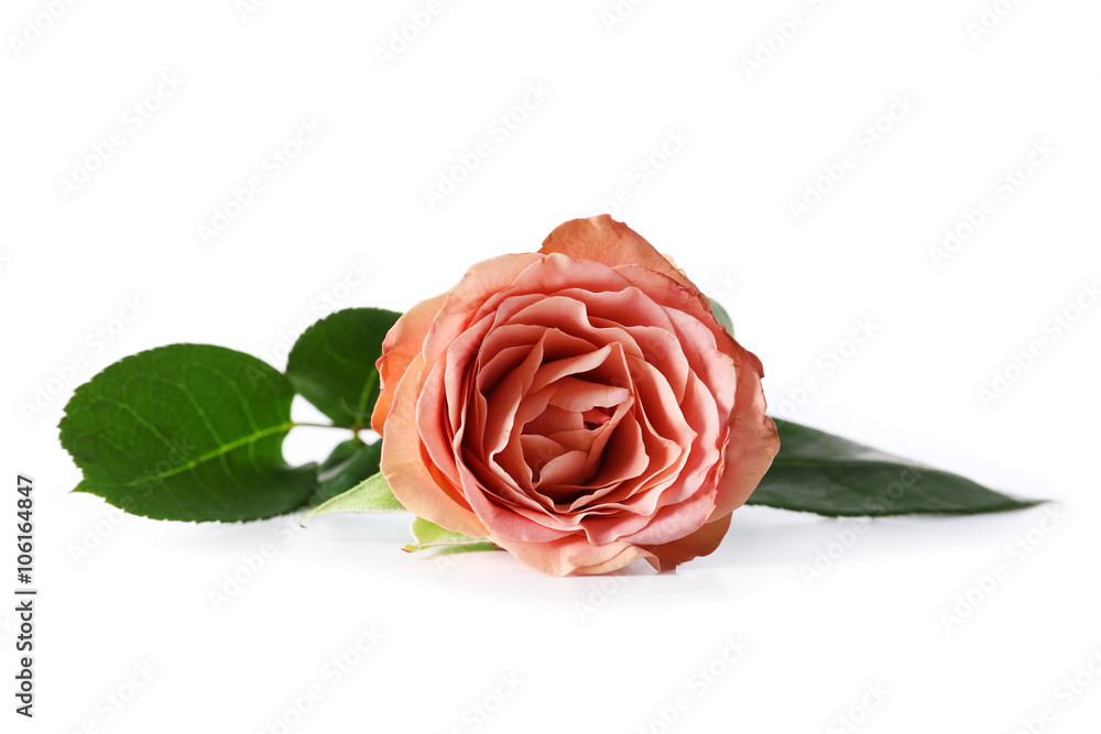 Naklejka premium Rose isolated on white