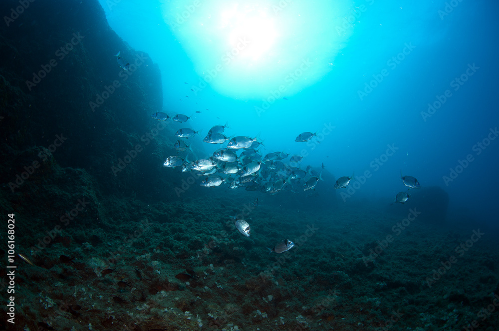 custom made wallpaper toronto digitalshoal of fish swim together to find food