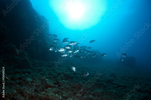 shoal of fish swim together to find food © veliferum