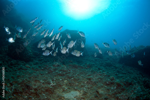 shoal of fish swim together to find food © veliferum