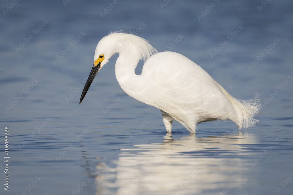 Snowy Egret Foraging in a Tidal Lagoon - Florida Snowy Egret Foraging in a Tidal Lagoon - Florida