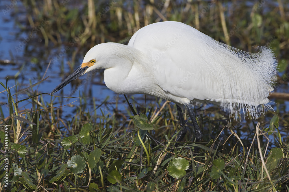 Snowy Egret Foraging in a Florida Marsh