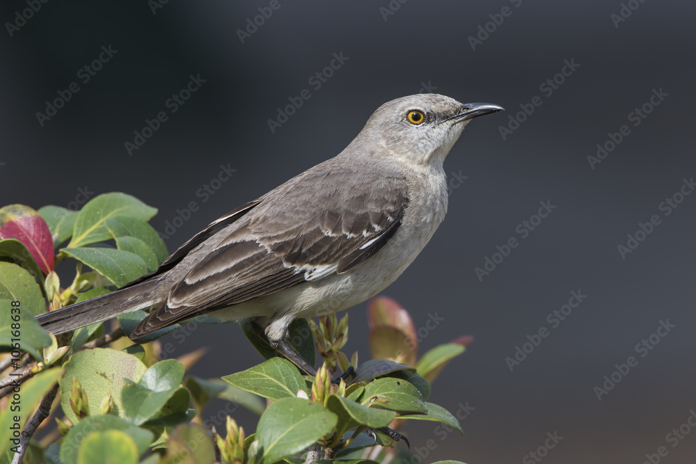 Northern Mockingbird Perched in a Shrub - Florida Northern Mockingbird Perched in a Shrub - Florida