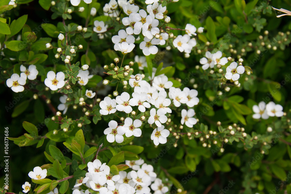 Spiraea Spiraea