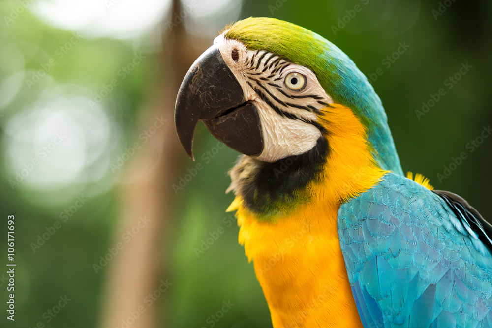 Blue-and-Gold macaw in natural setting near Iguazu Falls, Foz do Iguacu, Brazil.