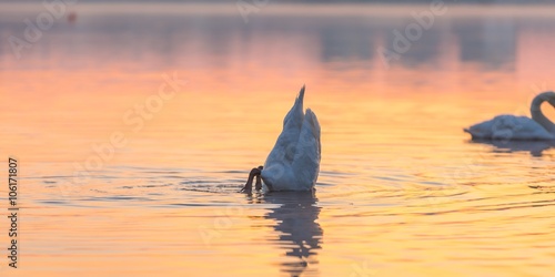Swan swimming in lake in morning light © milosz_g