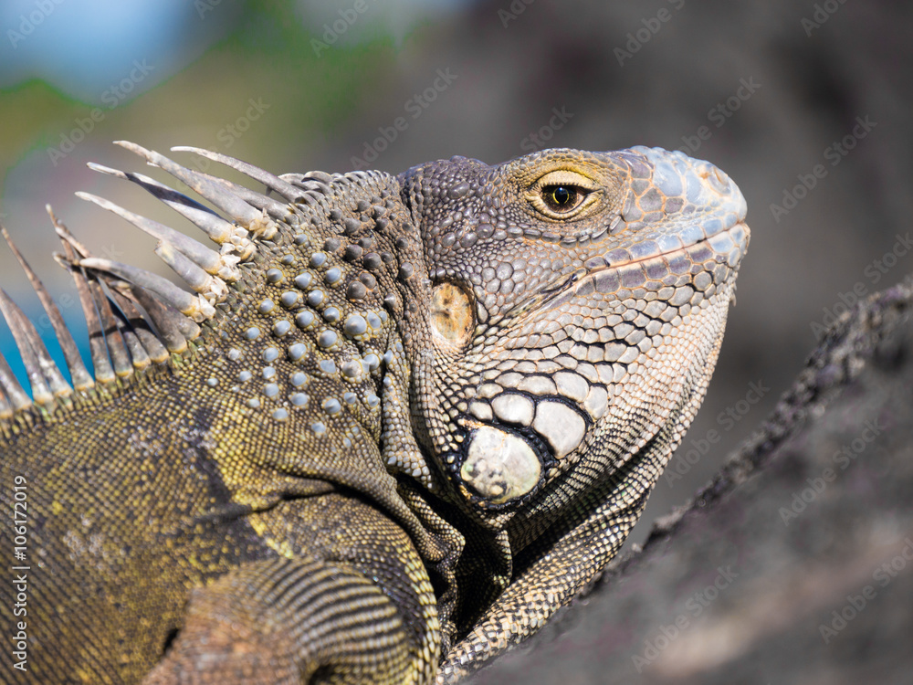 Observant Iguana on the Rocks Observant Iguana on the Rocks
