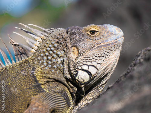 Observant Iguana on the Rocks