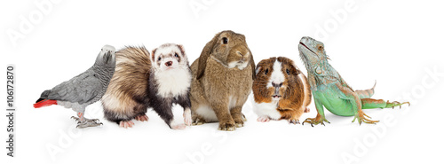 Group of Small Domestic Pets Over White