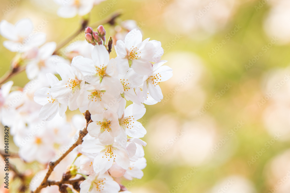 Fototapeta premium 桜(ソメイヨシノ)