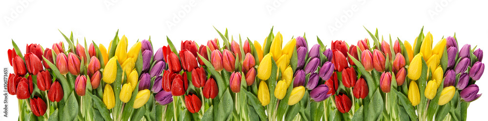 Fresh spring tulips water drops. Flower border - obrazy, fototapety, plakaty 
