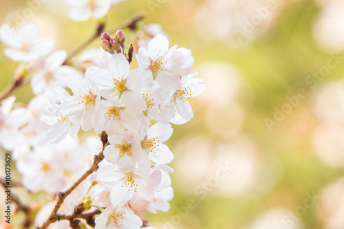 桜（ソメイヨシノ） © Yoshinori Okada