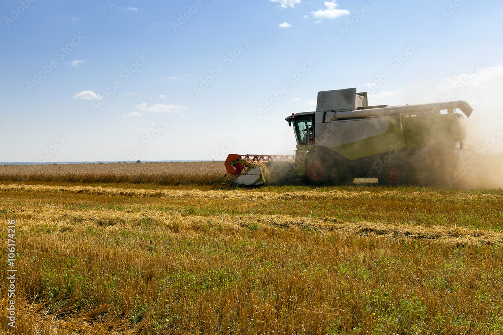Fototapeta premium Harvester in the field 